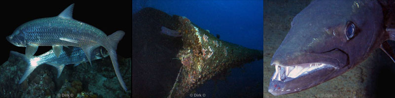 diving bonaire