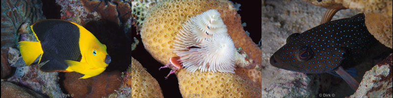 diving bonaire