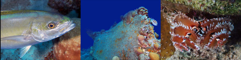 diving bonaire