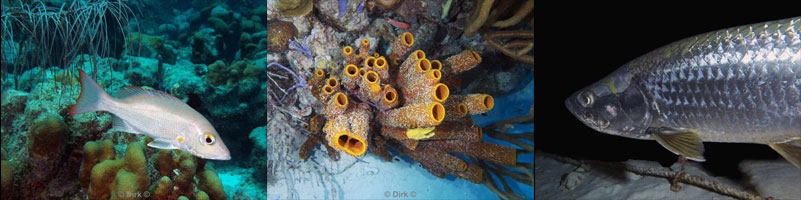 diving bonaire