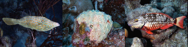 diving bonaire