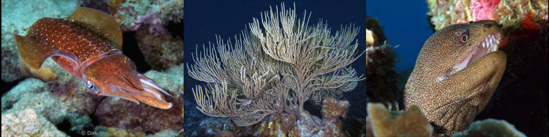 diving bonaire