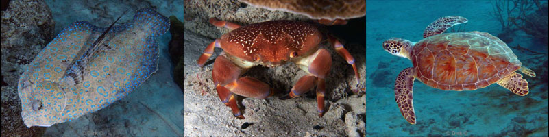 diving bonaire