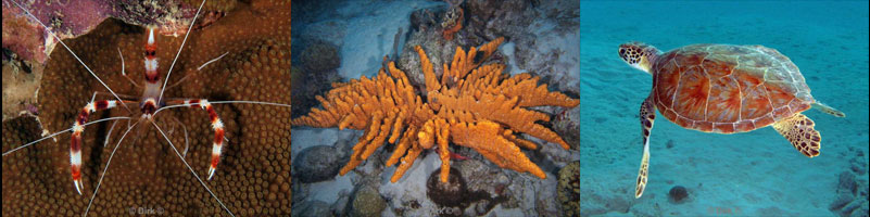 duiken bonaire