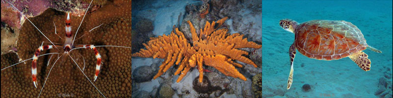 diving bonaire