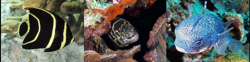 diving bonaire