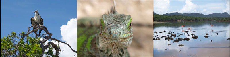 landschap dieren bonaire