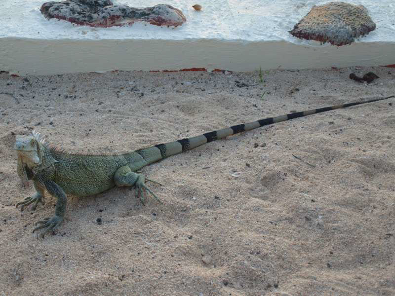 landscape animals bonaire