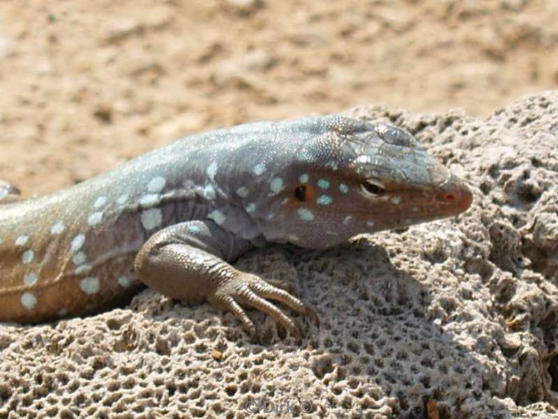 landschap dieren bonaire