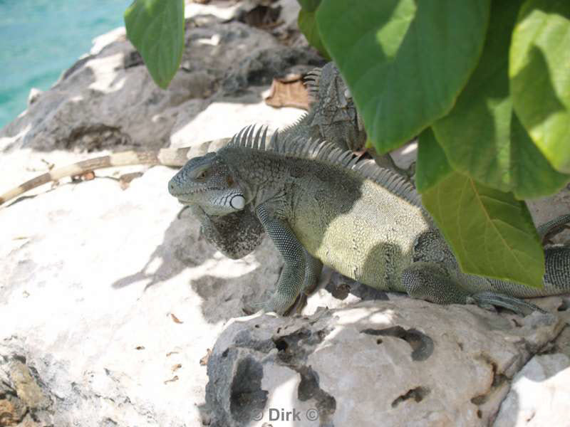 landscape animals bonaire