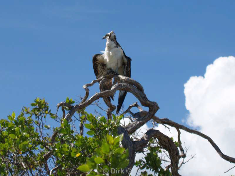 landscape animals bonaire