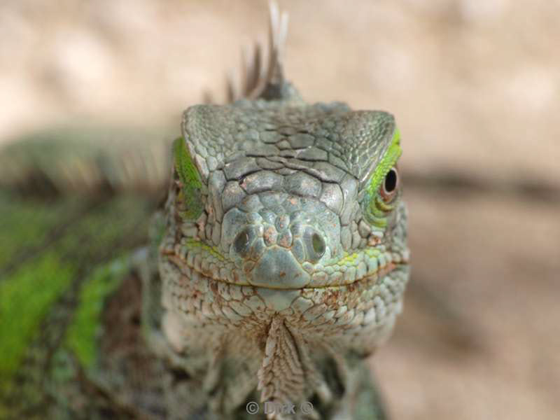 landscape animals bonaire