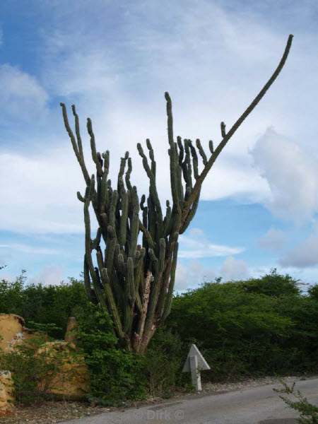 landscape animals bonaire