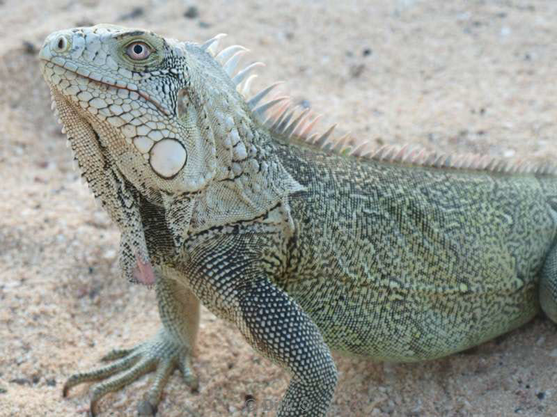 landschap dieren bonaire