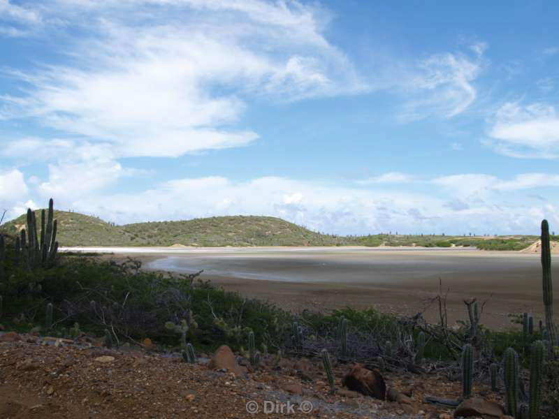 landscape animals bonaire