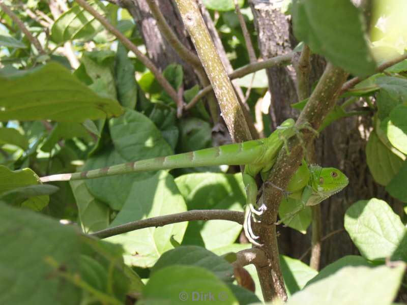 landschap dieren bonaire