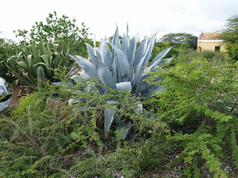 landschap dieren bonaire