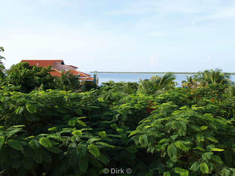 landscape animals bonaire