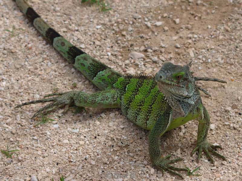 landschap dieren bonaire