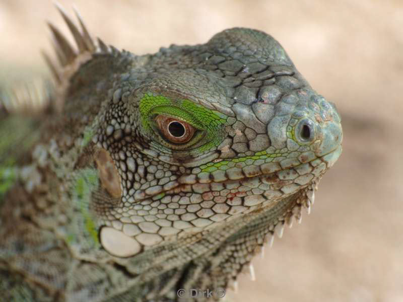 landschap dieren bonaire