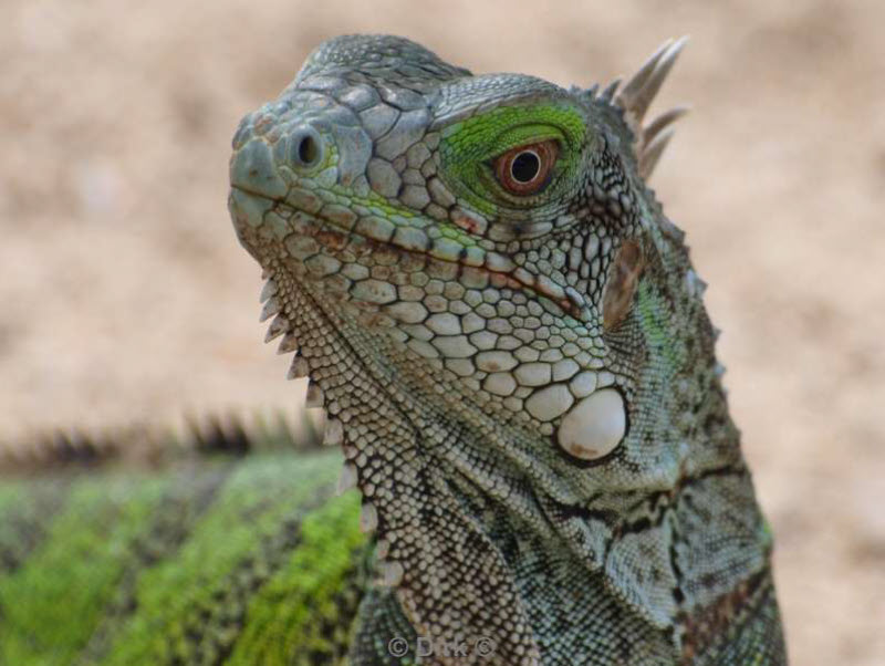 landschap dieren bonaire