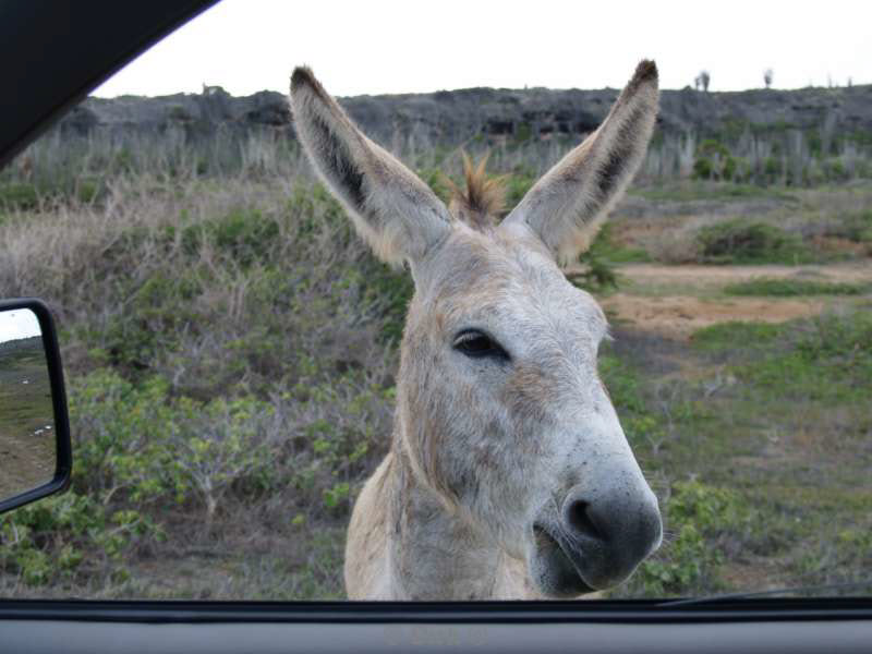 landschap dieren bonaire