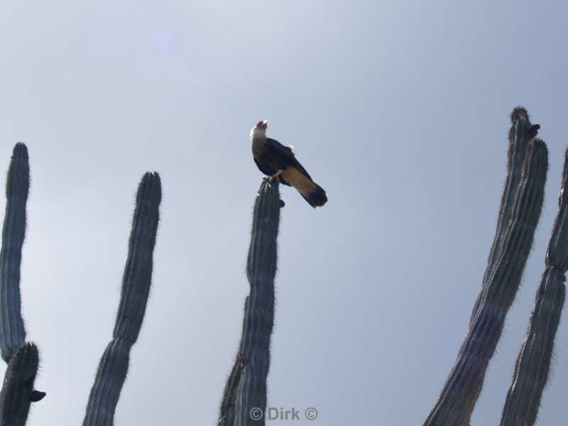 landschap dieren bonaire