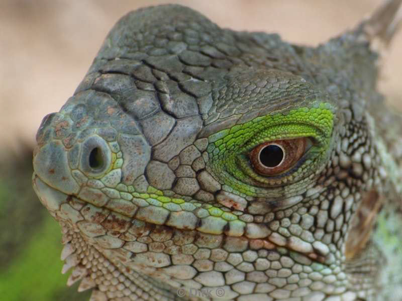 landscape animals bonaire