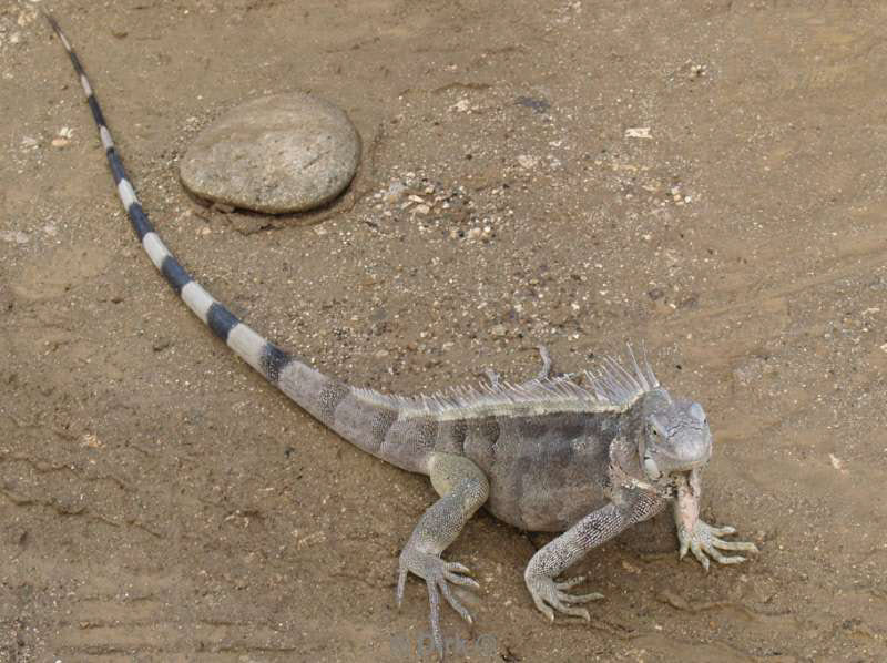 landschap dieren bonaire