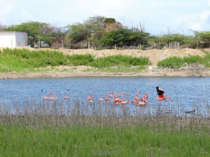 landscape animals bonaire