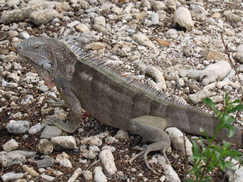 landscape animals bonaire