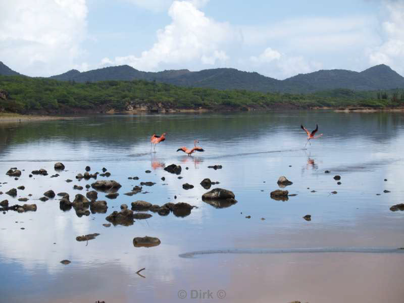 landschap dieren bonaire