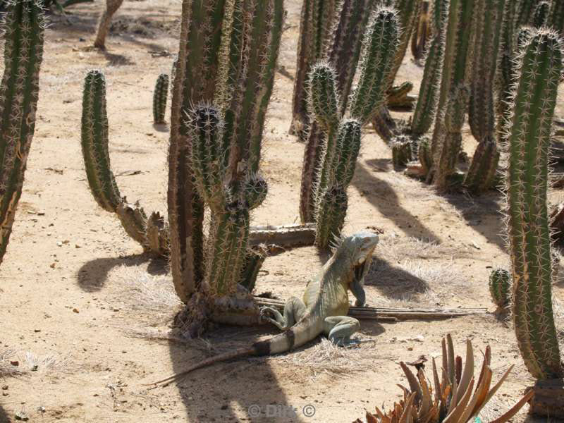 landschap dieren bonaire