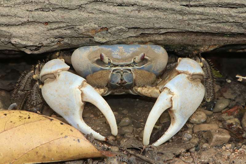 christmas island blue crabs