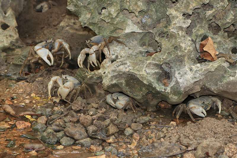 christmas island blue crabs