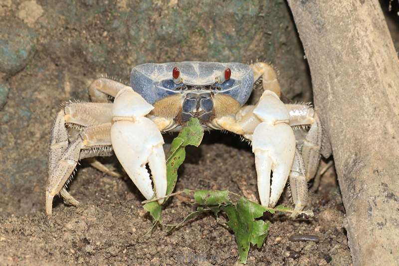 christmas island blue crabs