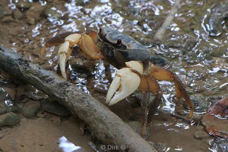 christmas island blue crabs