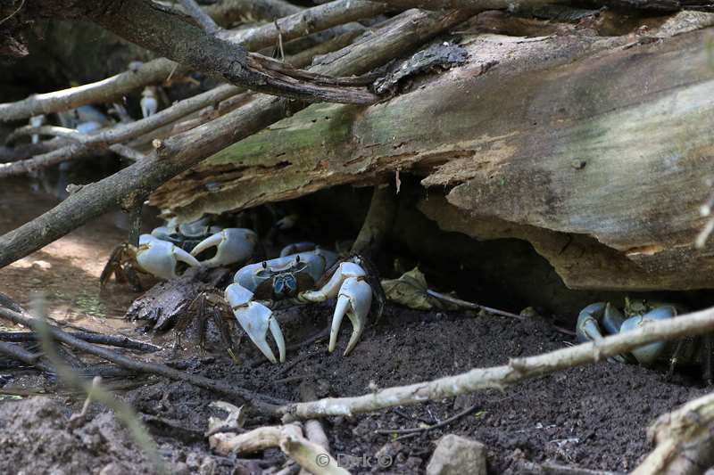 christmas island blauwe krabben