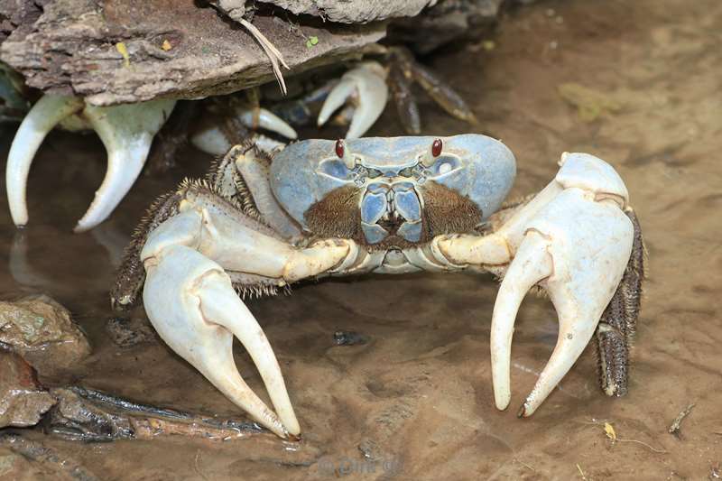 christmas island blauwe krabben