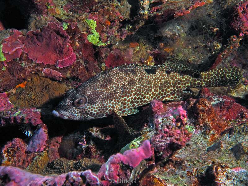 diving christmas island