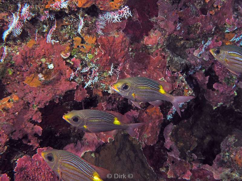 diving christmas island