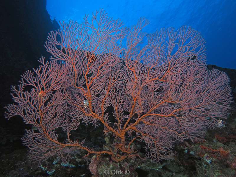 diving christmas island