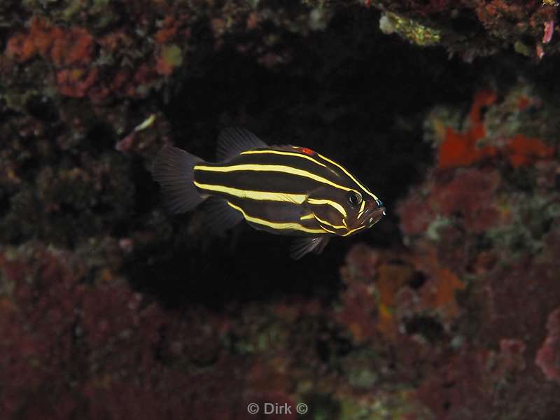 diving christmas island