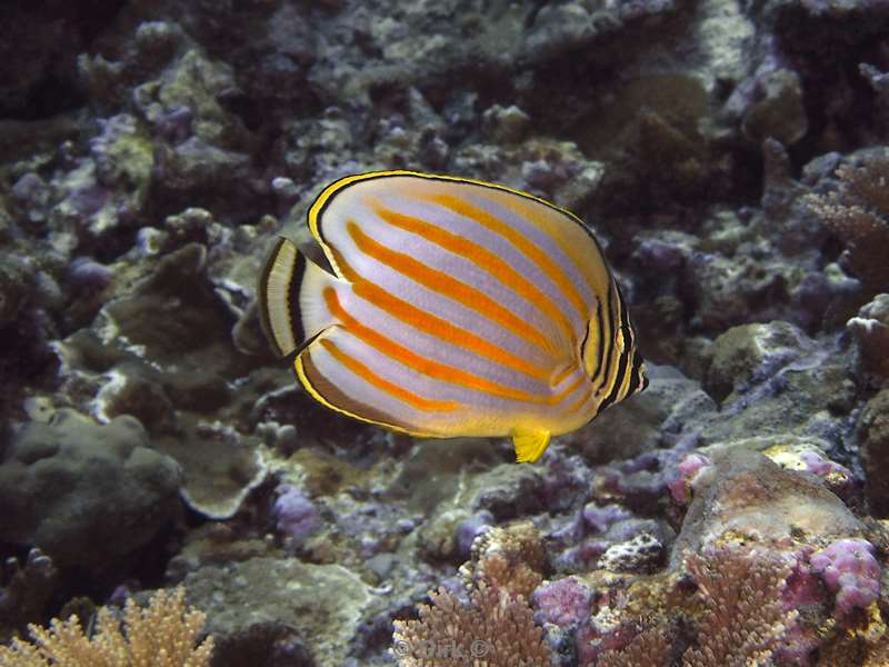 diving christmas island