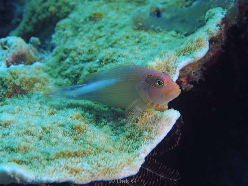 diving christmas island