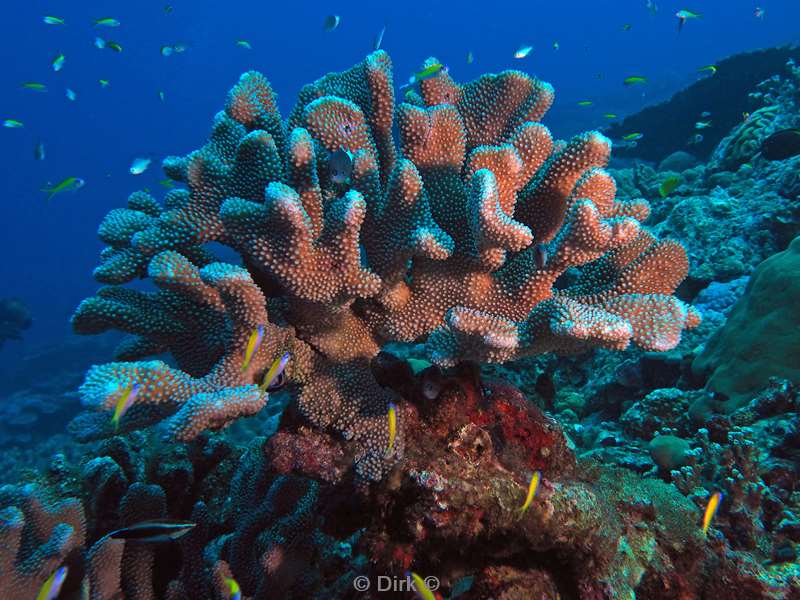 diving christmas island