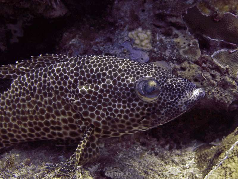 diving christmas island