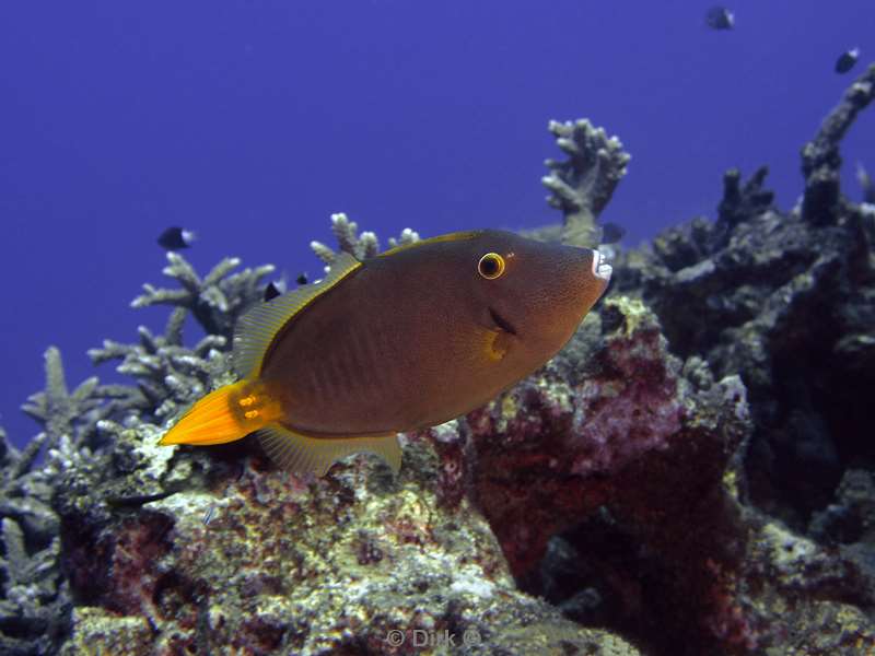 diving christmas island