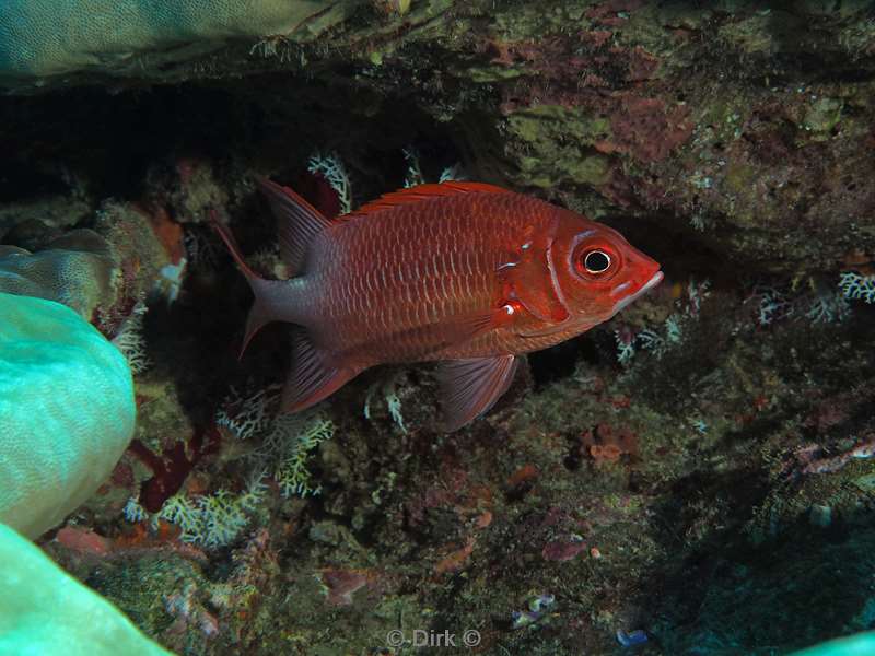 diving christmas island