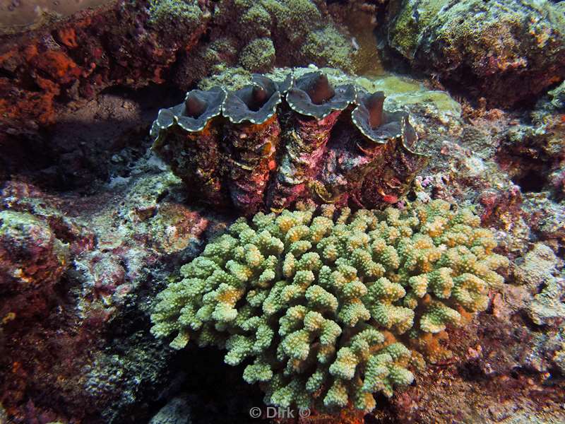 diving christmas island